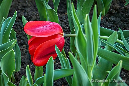 Tired Tulip_P1120100-2.jpg - Photographed at the 2015 Canadian Tulip Festival in Ottawa, Ontario, Canada.